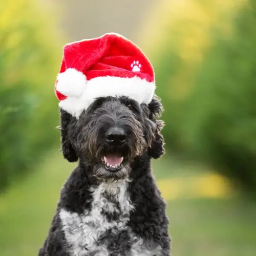 Santa paws