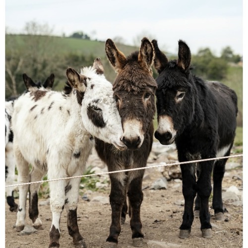 Kindale Donkeys