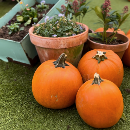 Pick up a pumpkin